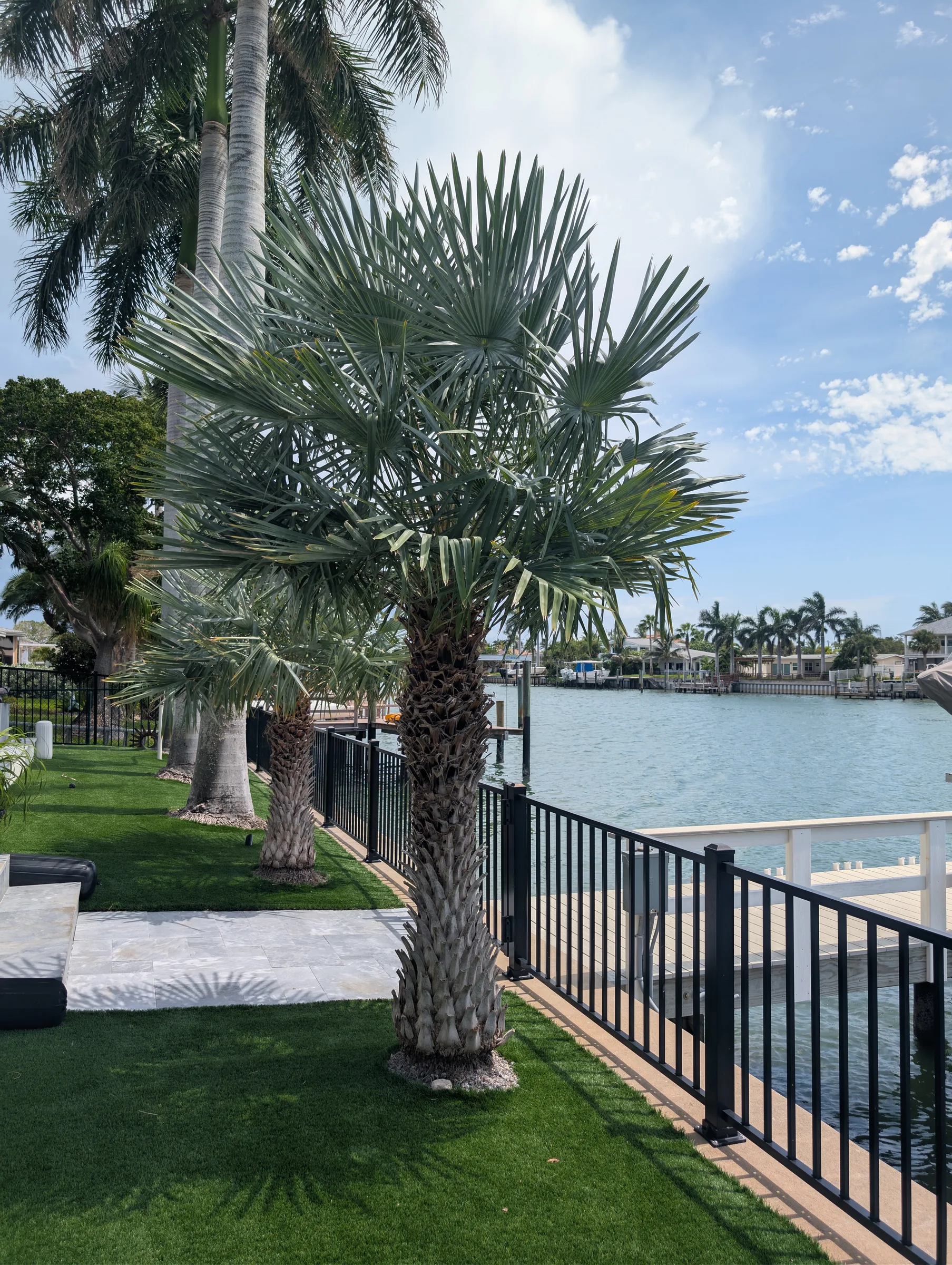 Healthy palm trees with green fronds line a waterfront property with manicured lawn and black railing.