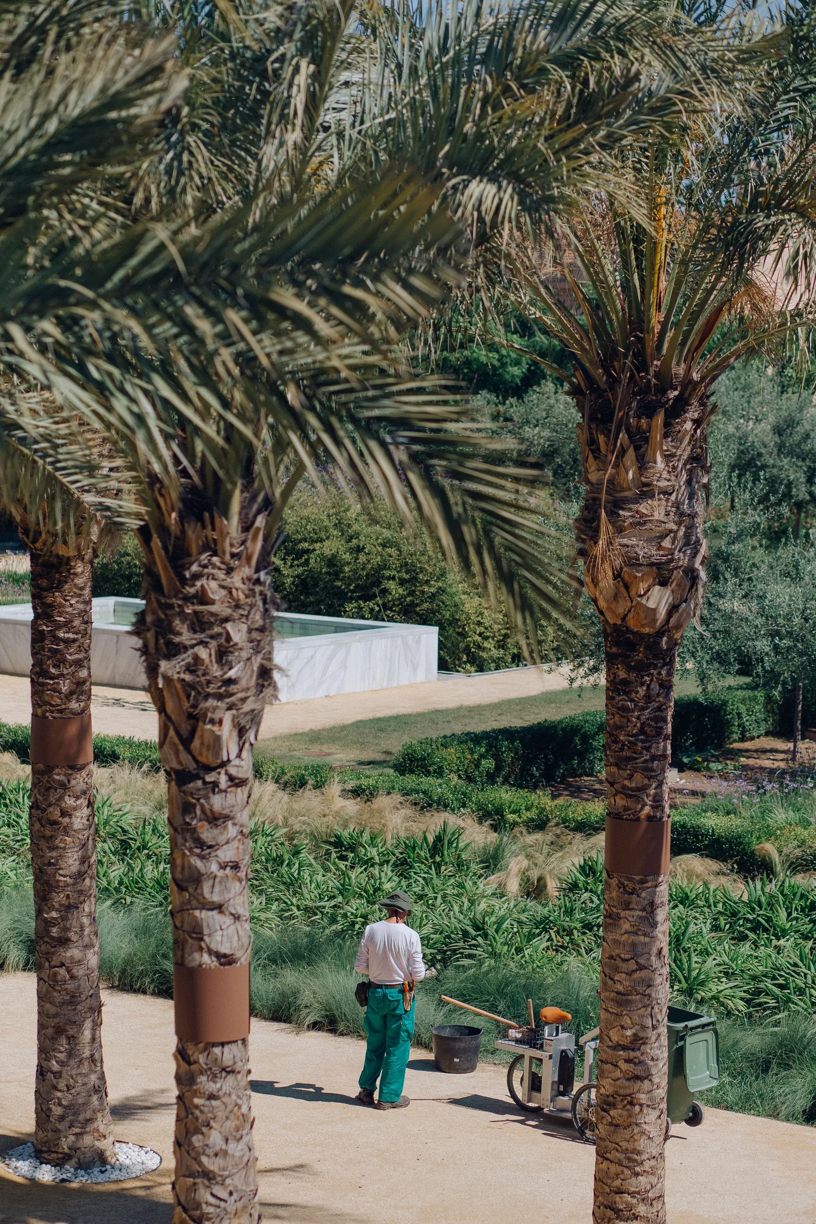 Landscaper working beneath tall palm trees in a residential yard with equipment nearby.