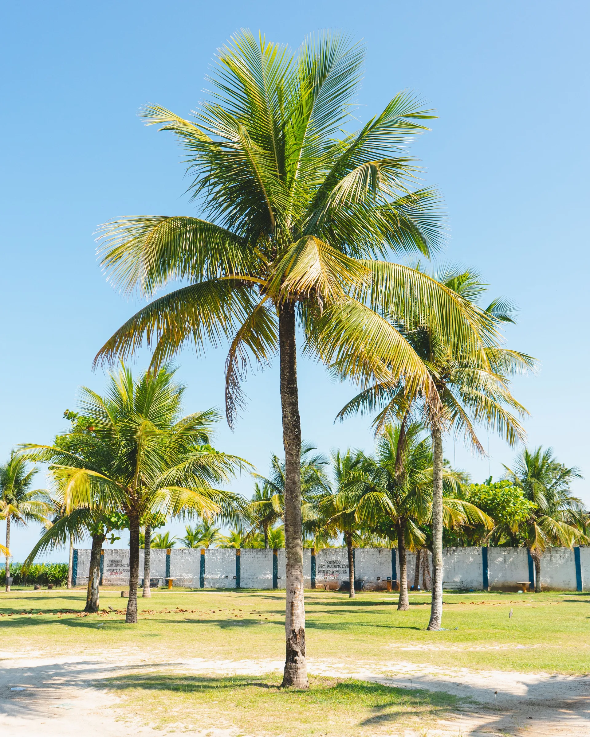 Tall palm tree with green fronds in a grassy park area with other palms and a white fence in the background.