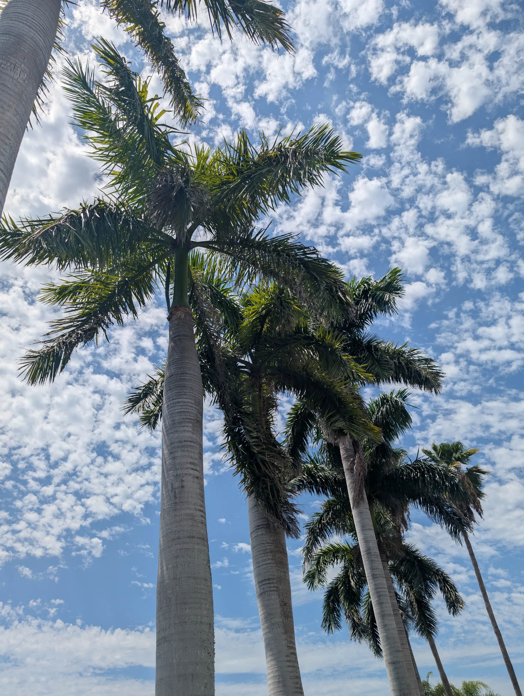 Tall palm trees with green fronds against a blue sky with white clouds.