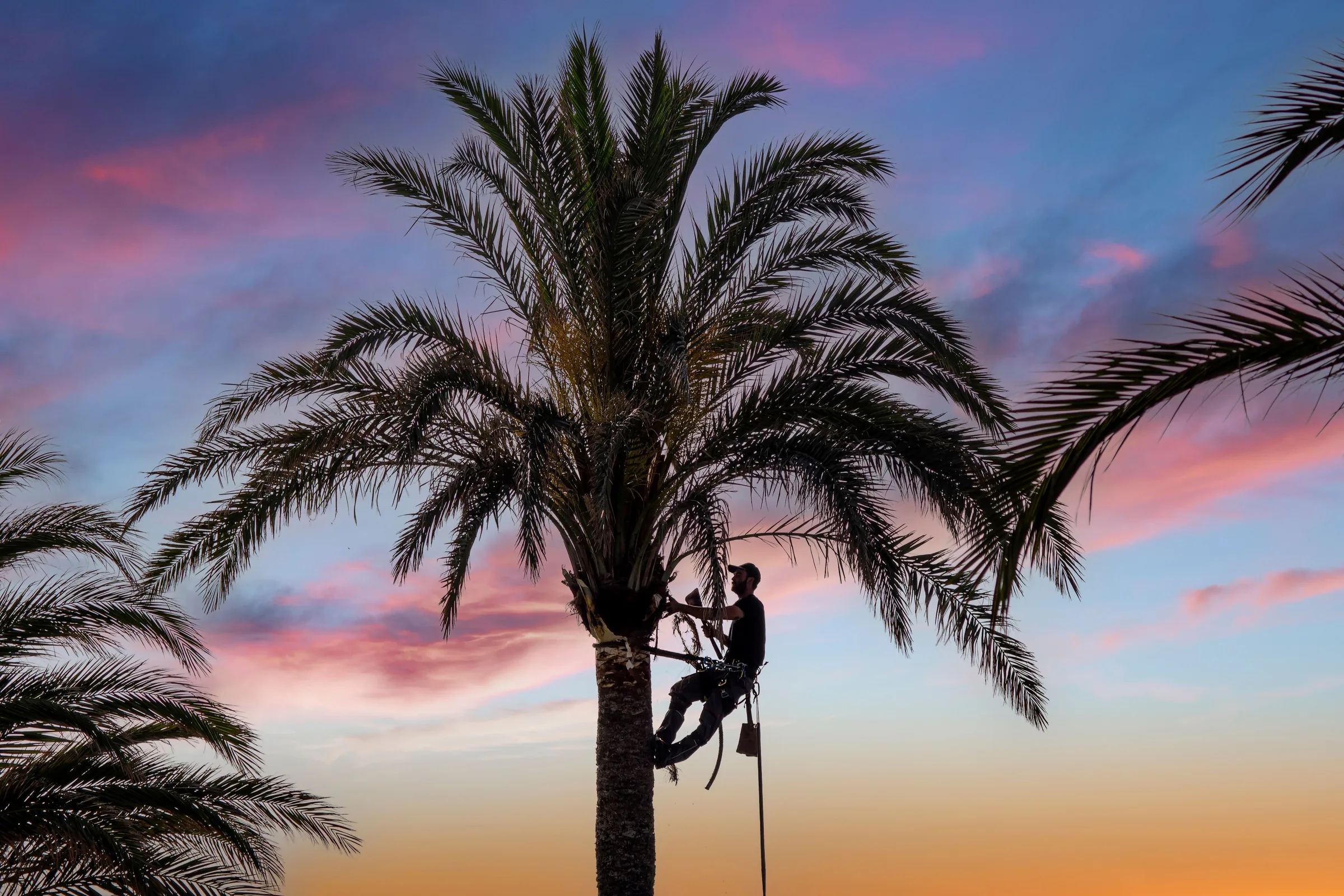 Tree service worker climbing palm tree with rope and safety equipment at sunset.