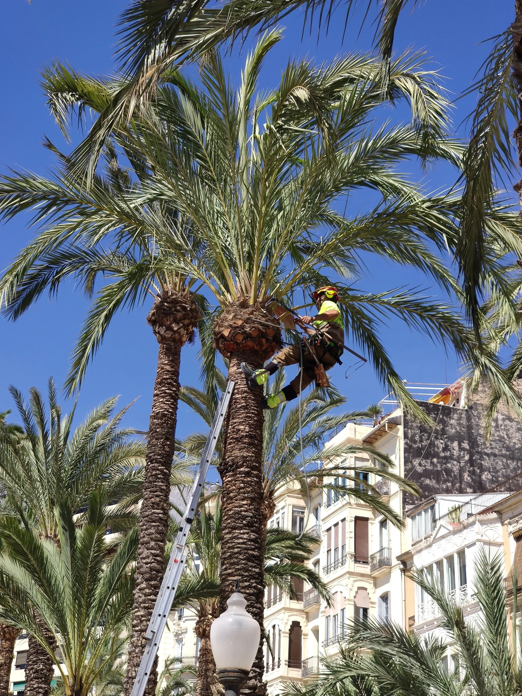 Tree service worker on ladder trimming tall palm tree fronds against blue sky.